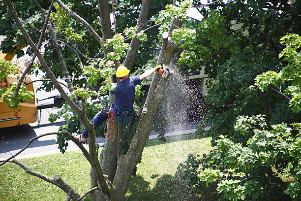 Tree and Shrub Care in La Grande, OR